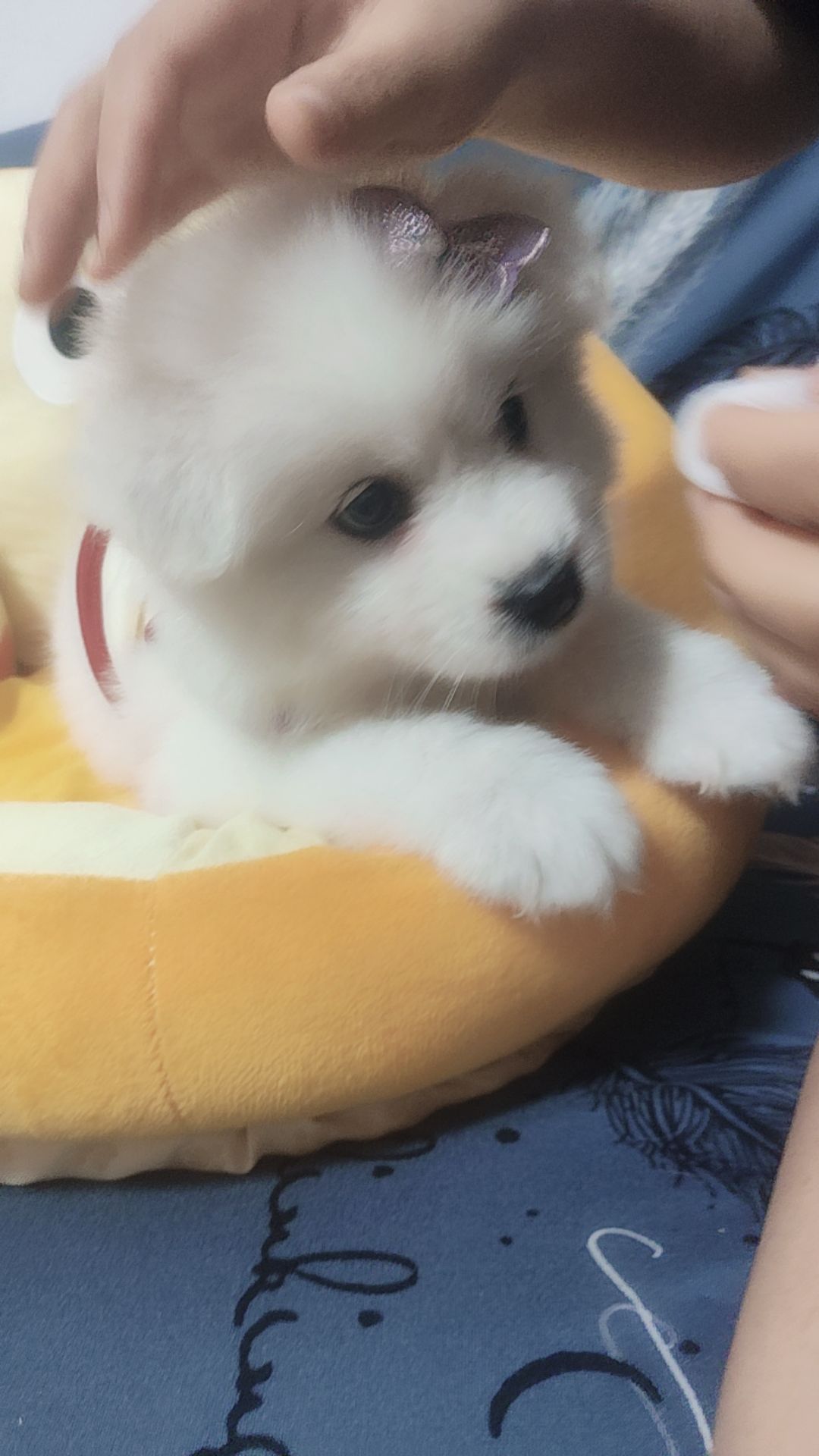 萨摩耶犬